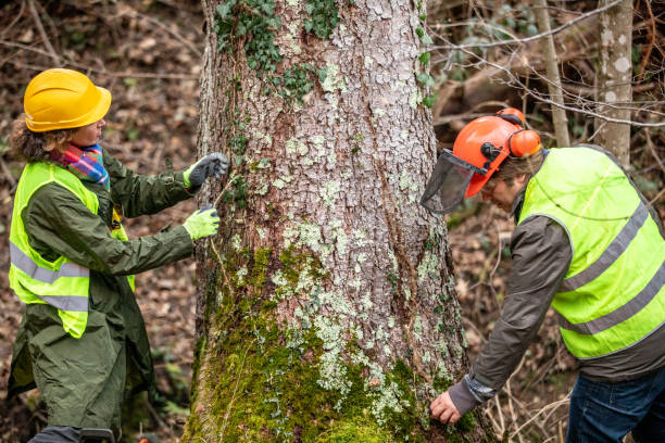 Professional Tree Removal Services in Worthington, MN