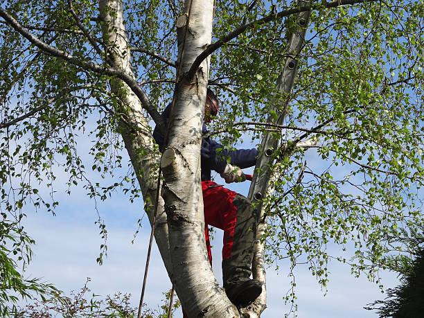 How Our Tree Care Process Works  in  Worthington, MN